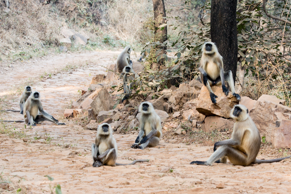 Traffic Jam in Ranthambore National Park, India