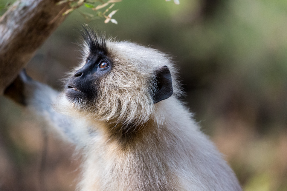 Looking in Ranthambore National Park, India