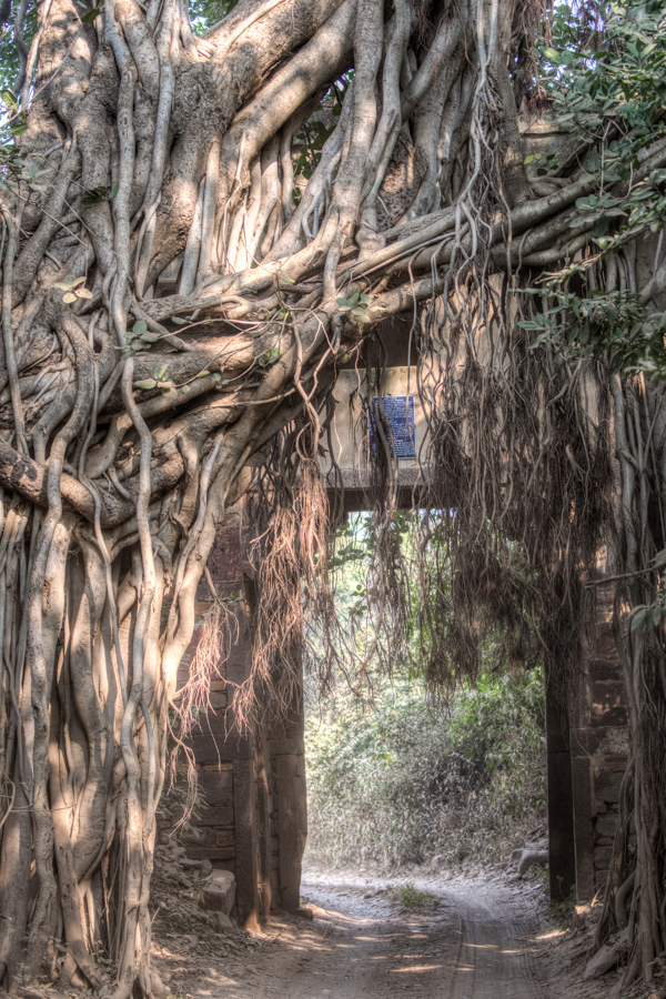Jurassic Park in Ranthambore National Park, India