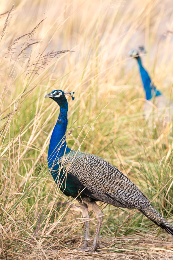 National Bird in Ranthambore National Park, India