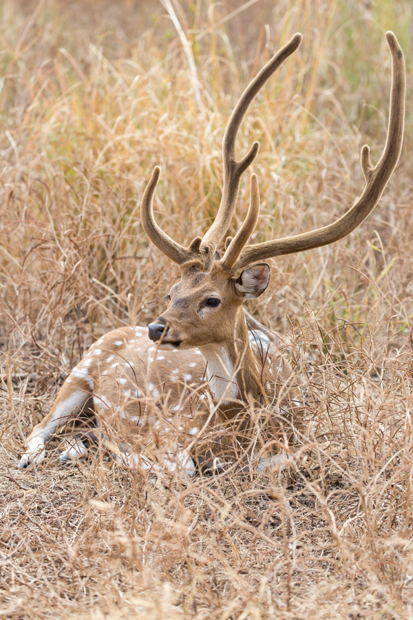 Nice Rack in Ranthambore National Park, India