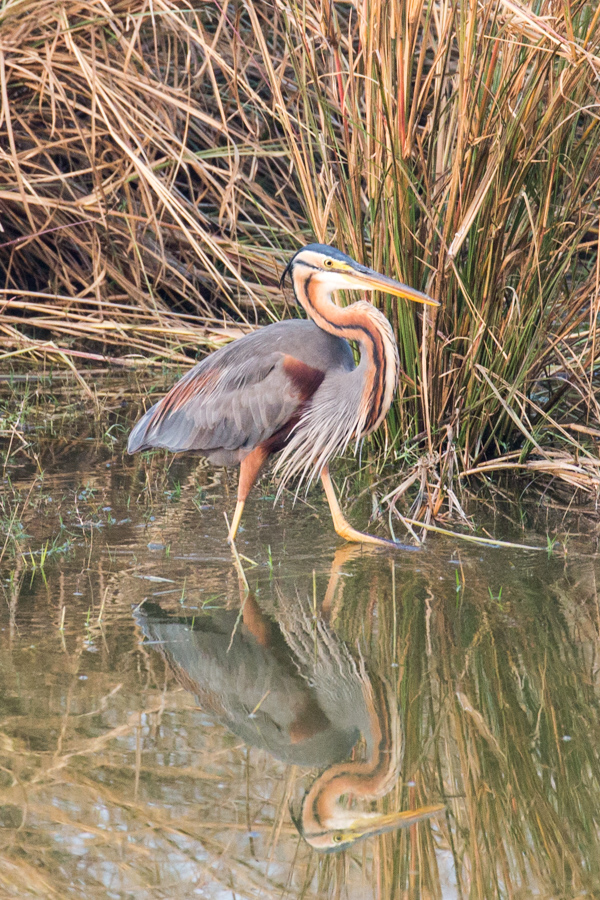 Purple Heron in Ranthambore National Park, India