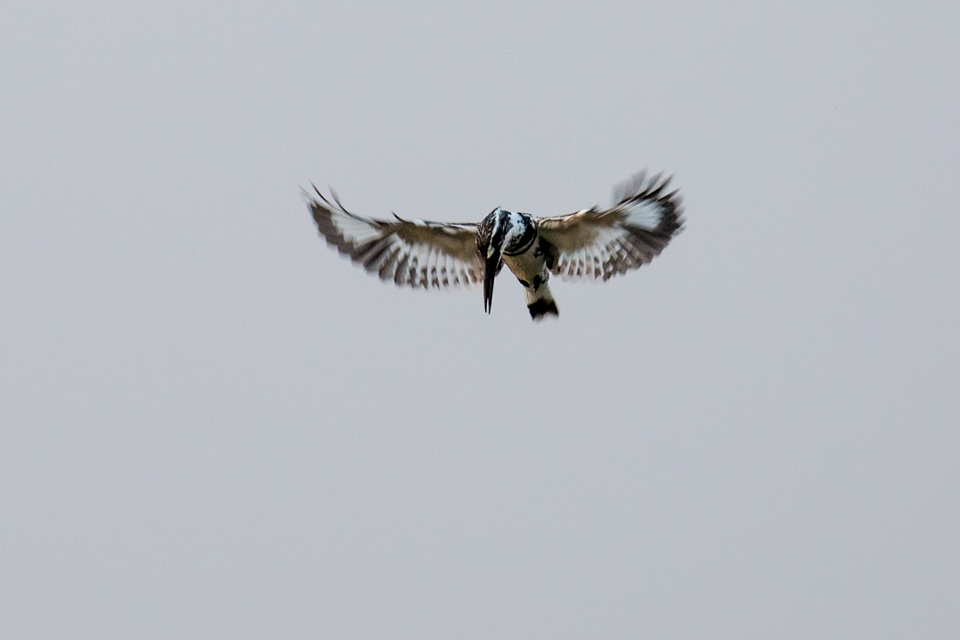 Pied Kingfisher in Ranthambore National Park, India