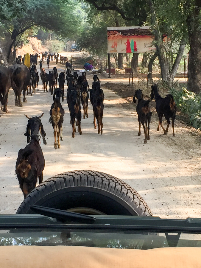 Traffic Problem in Ranthambore National Park, India