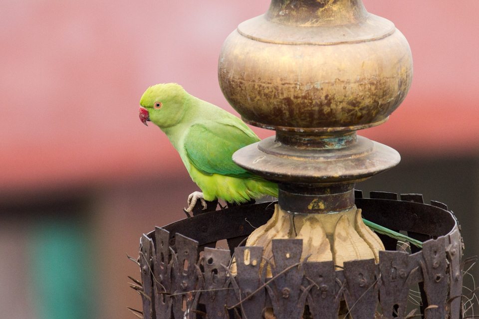 Green Bird in Varanasi, India