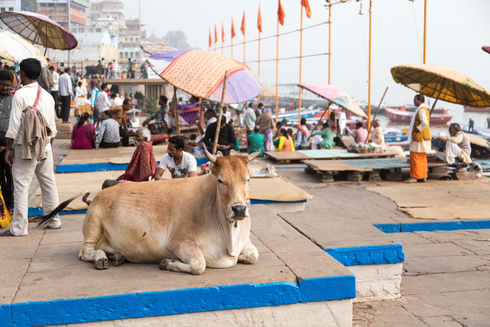 Sacred Cow in Varanasi, India