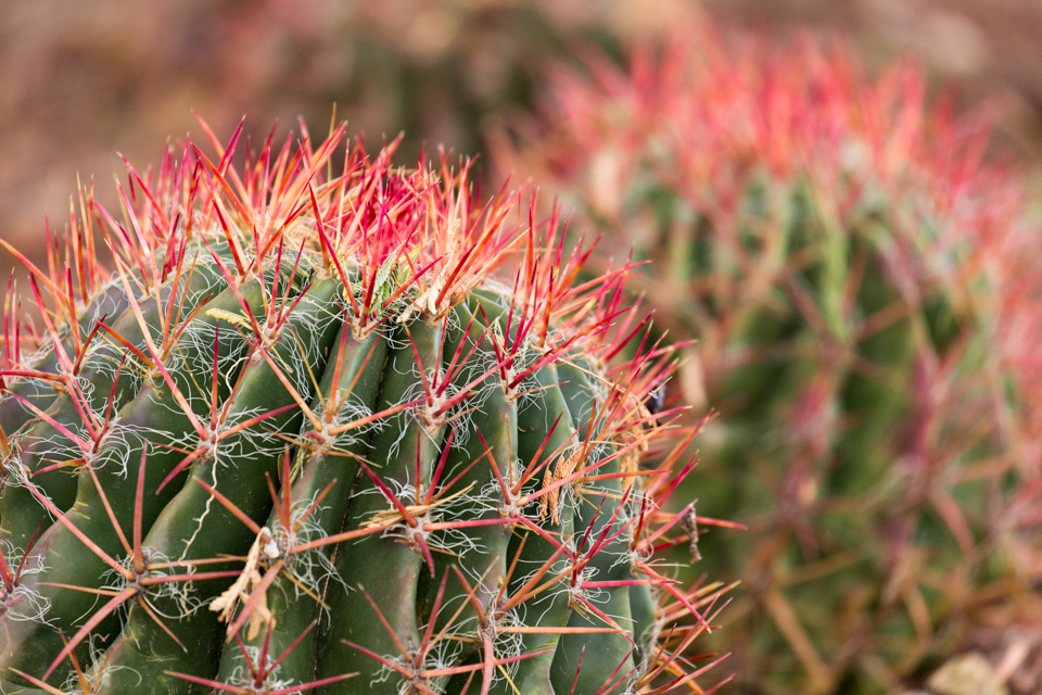 Red Spines in Phoenix, Arizona