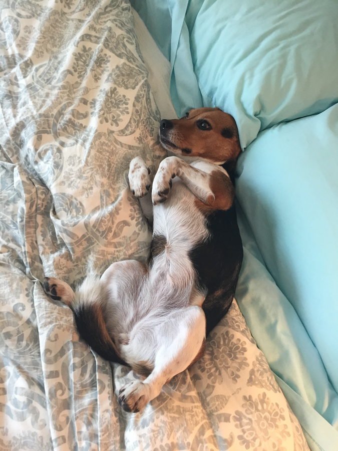 Comfortable in Bed in Austin, Texas