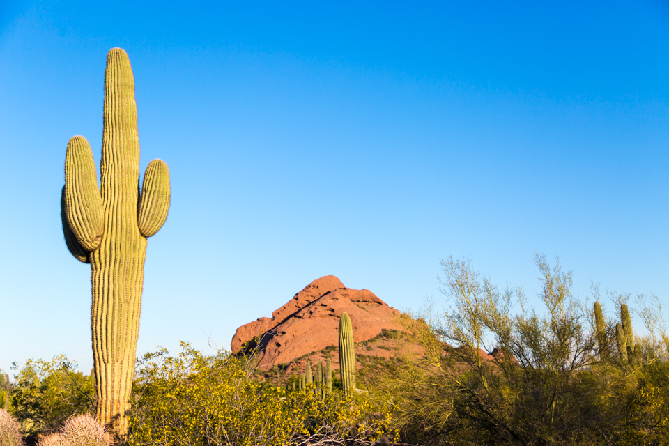 Saguaro  in Phoenix, Arizona
