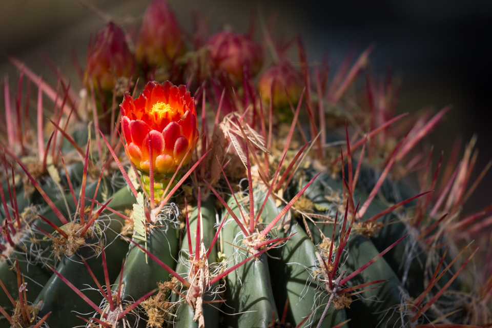 Red Flower and Spines in Phoenix, Arizona