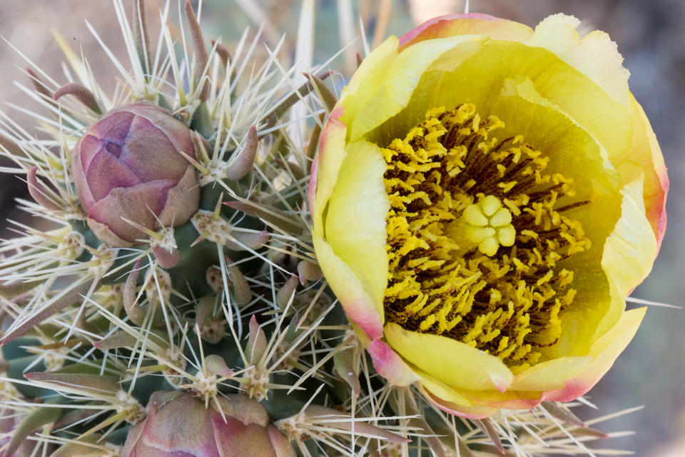 Cholla Flower in Scottsdale, Arizona