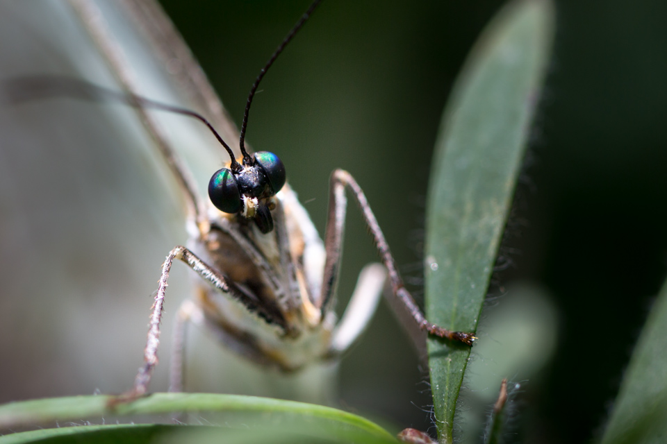 Green Eyes in Scottsdale, Arizona