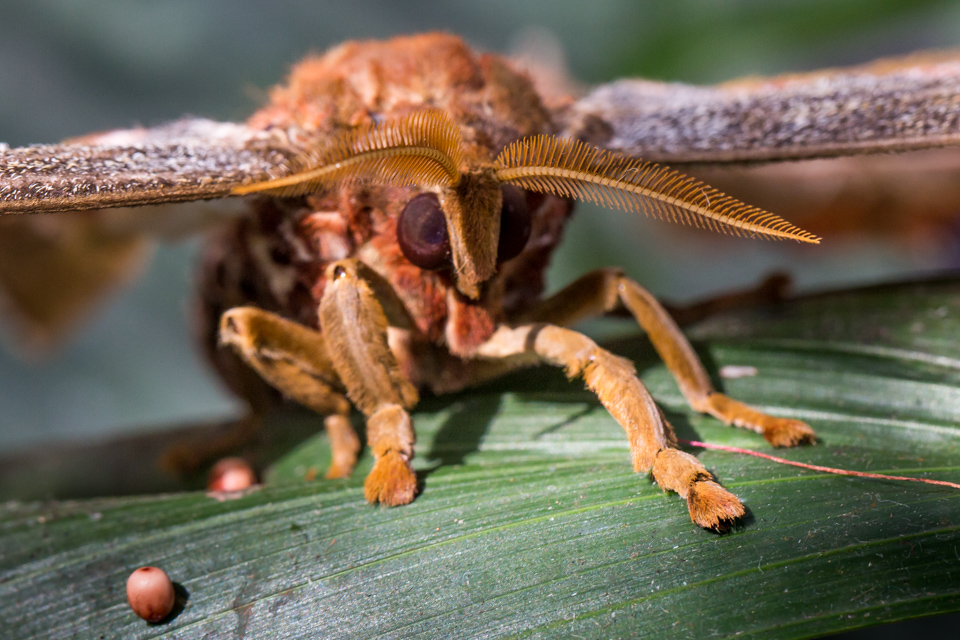 Moth in Scottsdale, Arizona