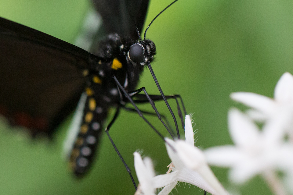 Black Beauty in Scottsdale, Arizona