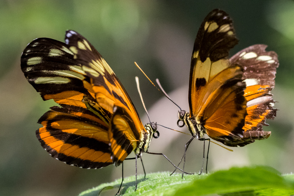 Courting in Scottsdale, Arizona