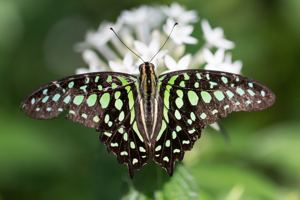 Green Butterfly in Scottsdale, Arizona