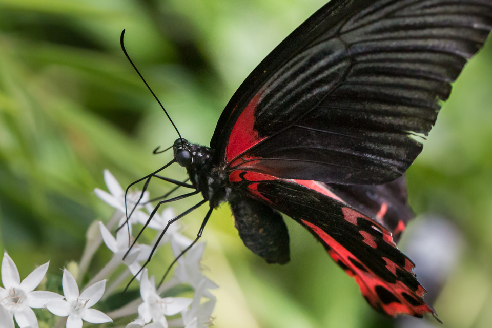 Red Beauty in Scottsdale, Arizona
