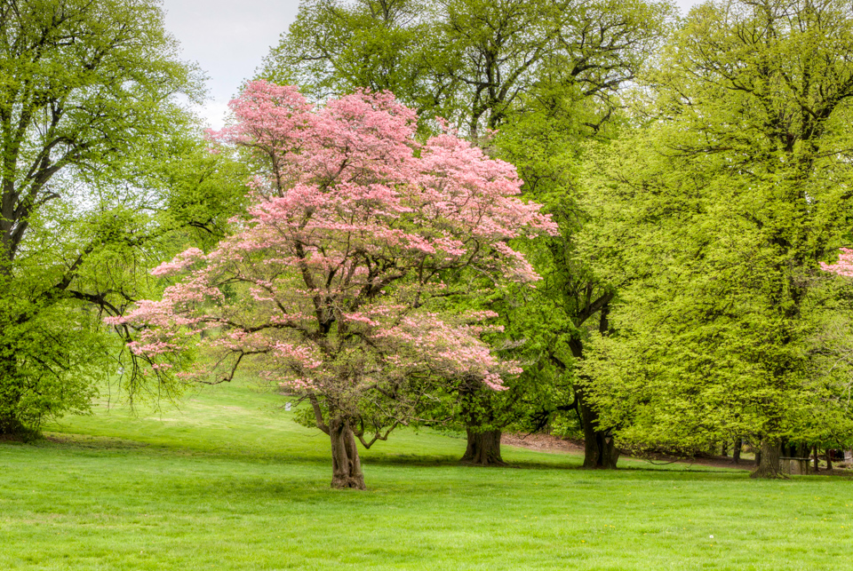 Dogwood in Tarrytown, New York