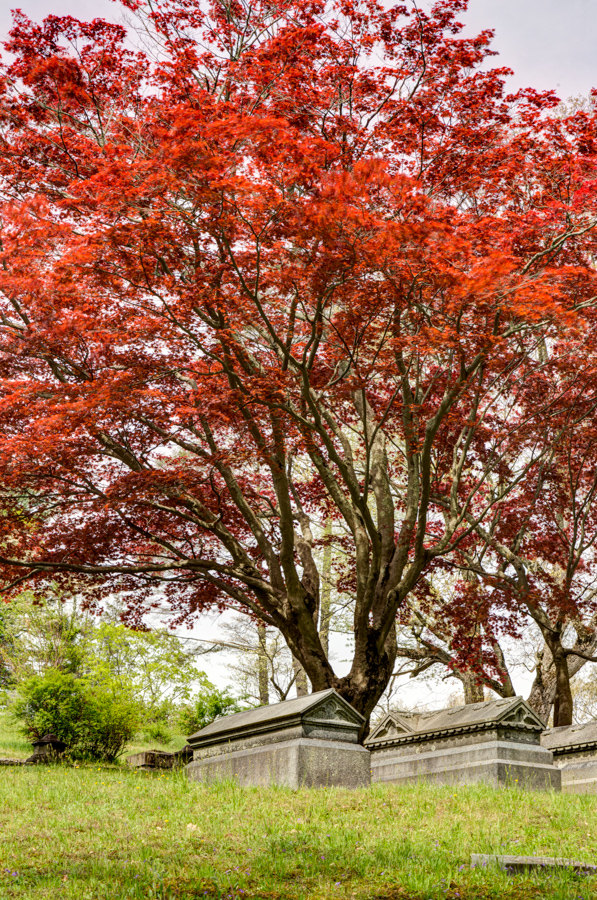 Red Graves in Tarrytown, New York