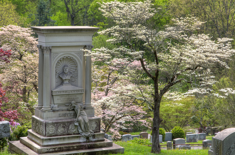 Under Dogwood in Tarrytown, New York