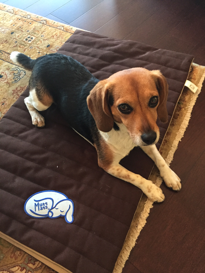 Mutt Mat in Austin, Texas