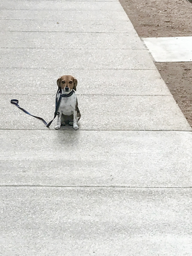 Patient Pup in Austin, Texas