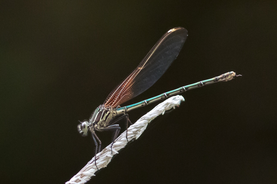 Dragonfly in Austin, Texas