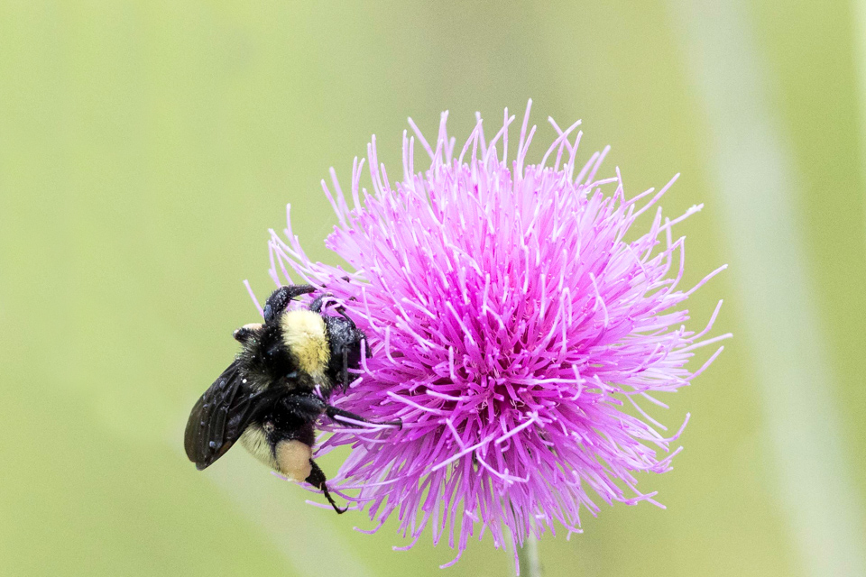 Bee and Thistle  in Austin, Texas