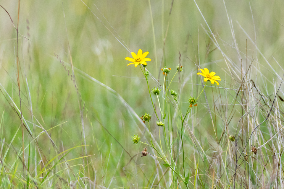 Yellow Flower in Fiend in Austin, Texas