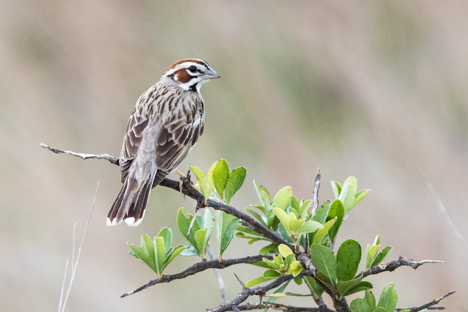 Brown Striped Bird in Austin, Texas