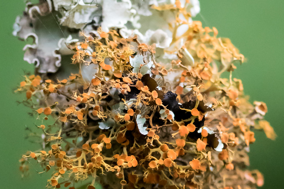 Tree Lichen  in Austin, Texas