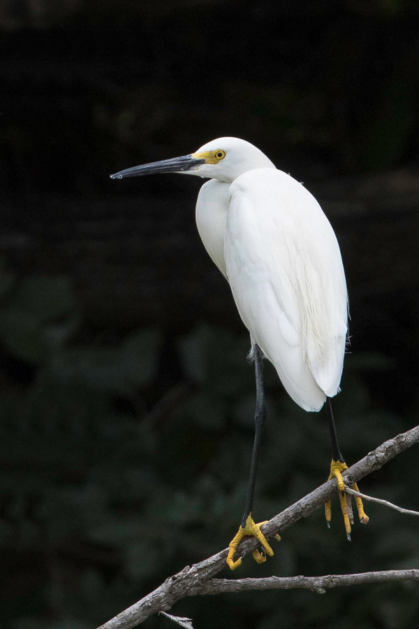 White Egret in Austin, Texas