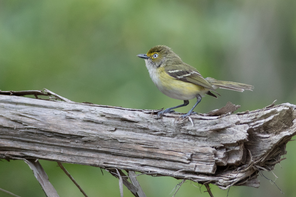 Bird on a Branch in Austin, Texas