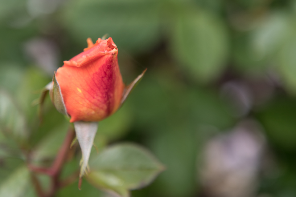 Rose Bud in Portland, Oregon