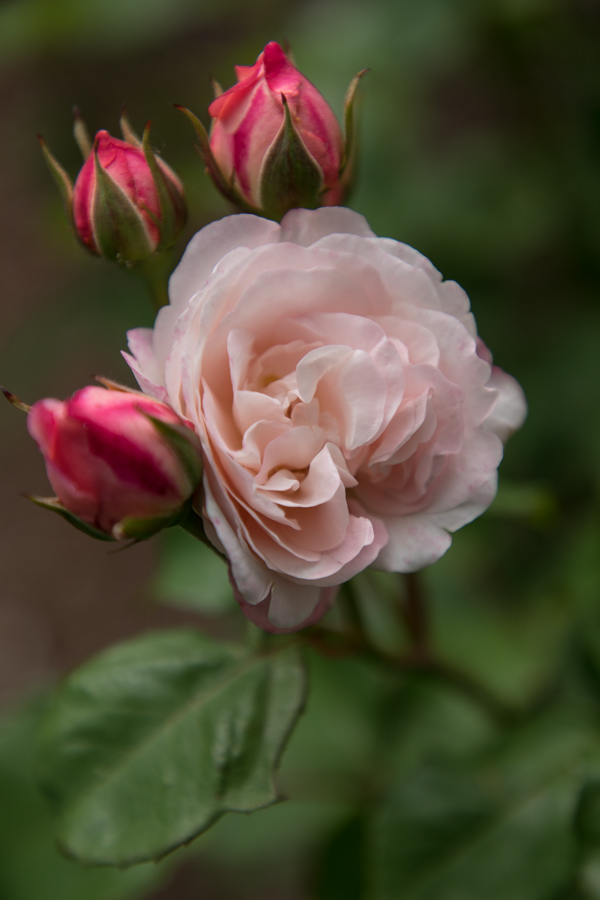 Pink Rose in Portland, Oregon
