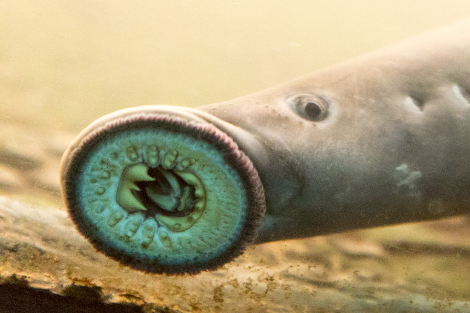 Pacific Lamprey in Portland, Oregon