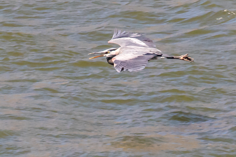 Low Flying in Portland, Oregon