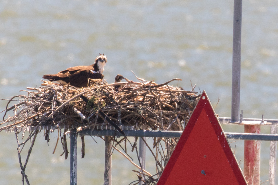 Osprey Nest in Portland, Oregon
