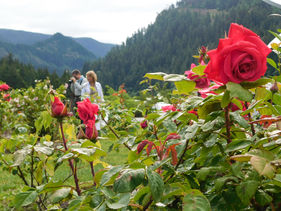 Walking in Roses in Portland, Oregon