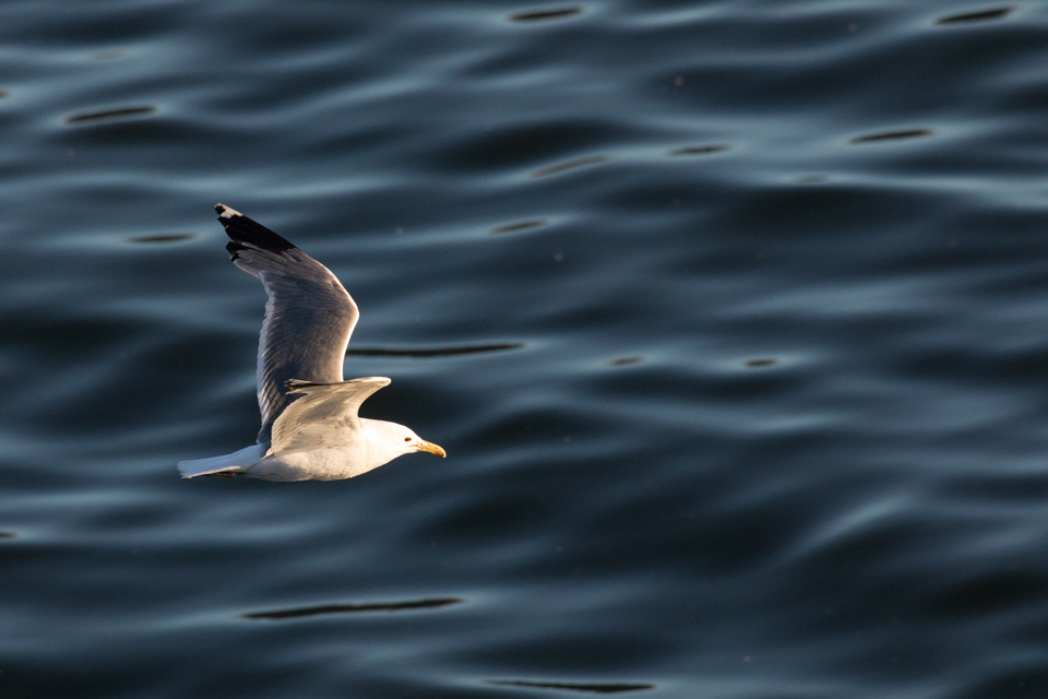 Skimming in Portland, Oregon