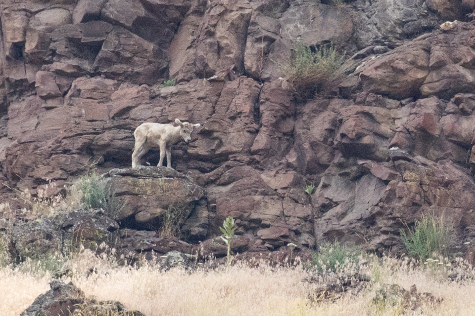 Mountain Lamb in Portland, Oregon