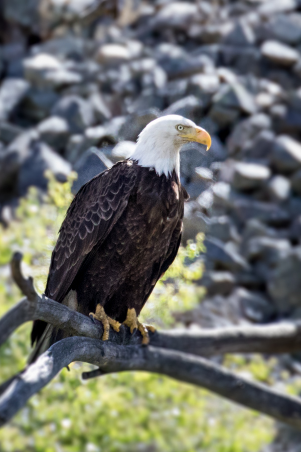 Big Bird in Portland, Oregon