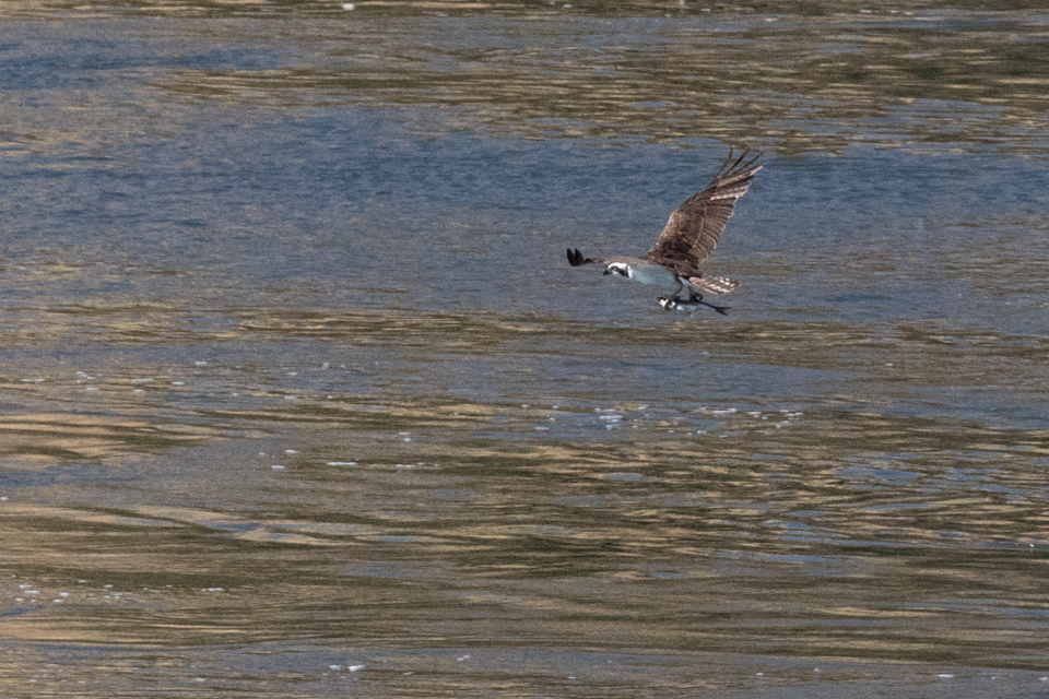 Fish in Trouble in Portland, Oregon