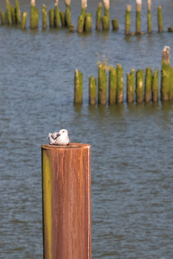 Perch in Astoria, Oregon