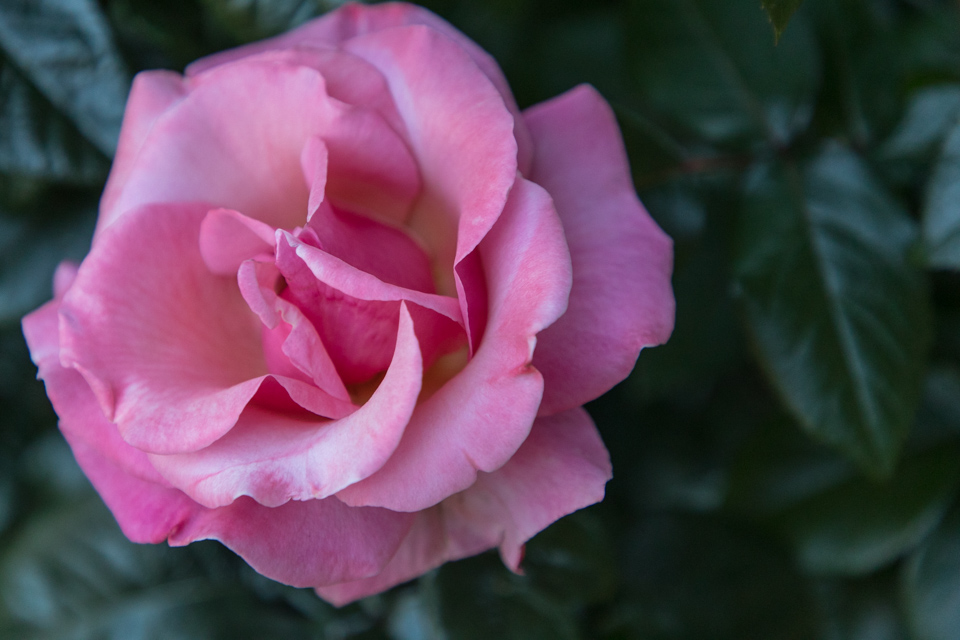 Pink Beauty in Portland, Oregon