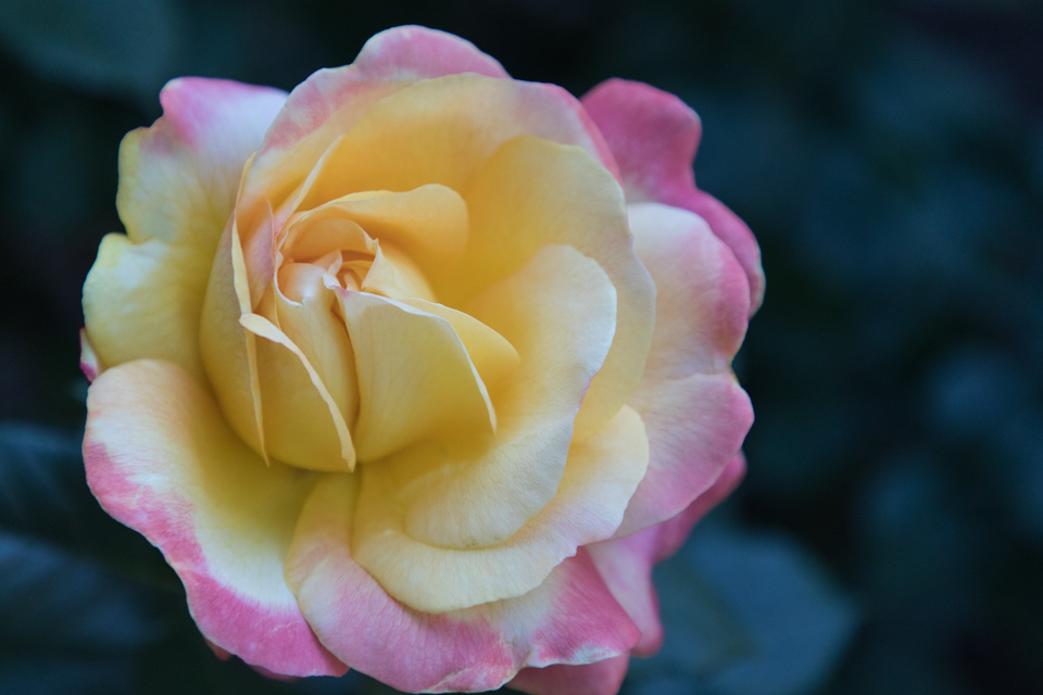 Yellow Pink in Portland, Oregon