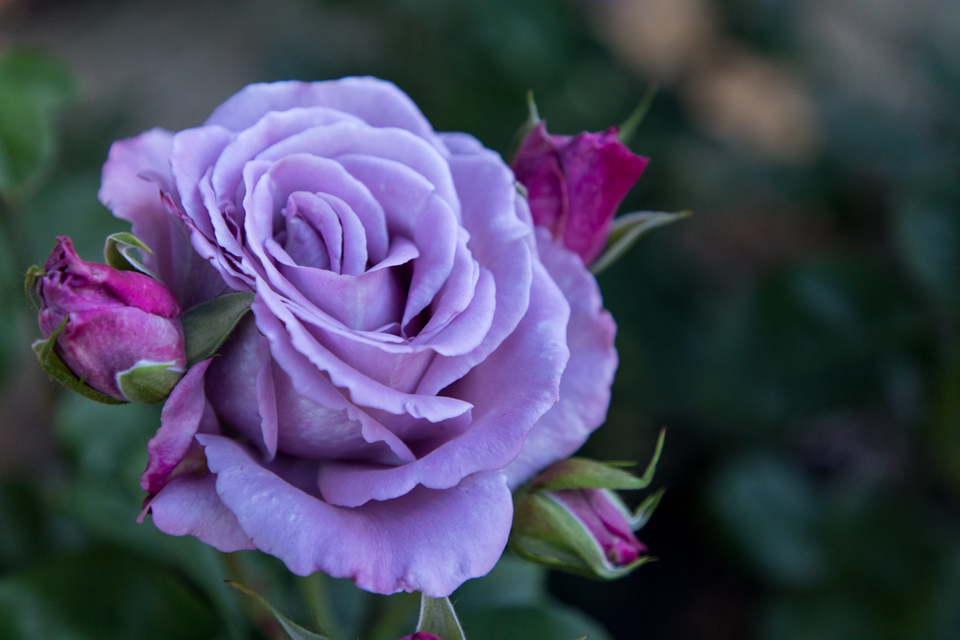 Rose of Purple in Portland, Oregon
