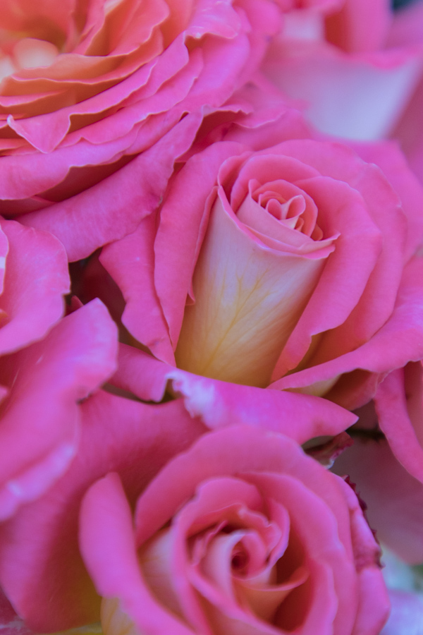 Rose Cluster in Portland, Oregon