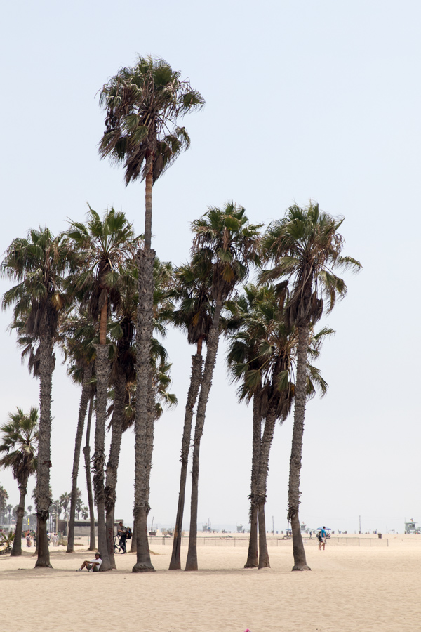 California Palms in Santa Monica, California
