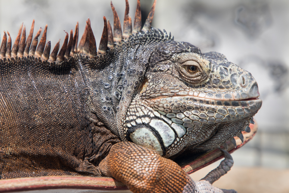 Beach Lizard  in Santa Monica, California